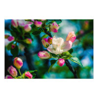 Fleur et bourgeons de pommier sauvage