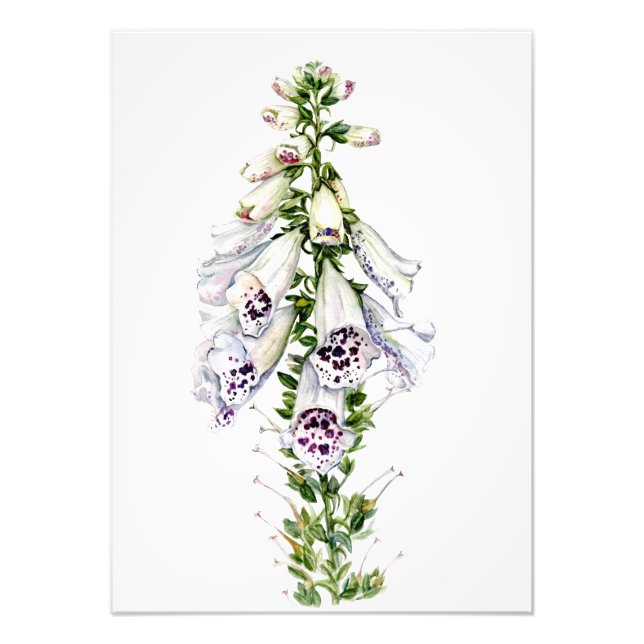 Impression Photo Fleur Foxglove (Devant)