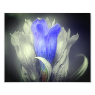 Impression Photo Fleur Gentienne Bleue Noir Et Blanc Partielle Coul