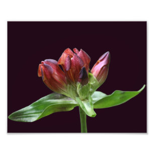 Impression Photo Fleur Gentienne Rouge En Fleur Gros De 8x10