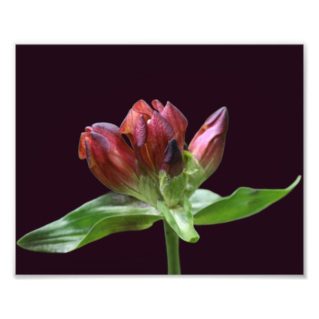 Impression Photo Fleur Gentienne Rouge En Fleur Gros De 8x10 (Devant)