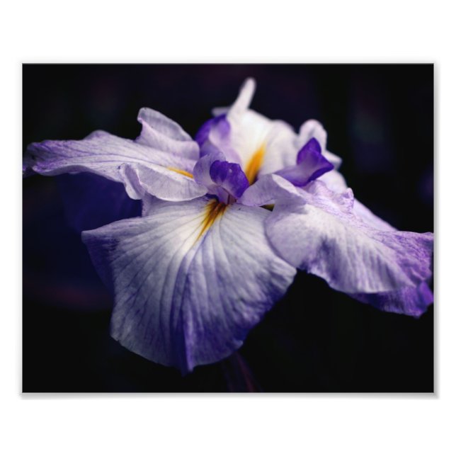 Impression Photo Fleur Iris japonaise intense Fermer 8x10 (Devant)