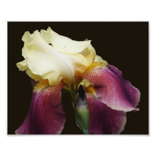 Impression Photo Fleur Iris Jaune 8x10