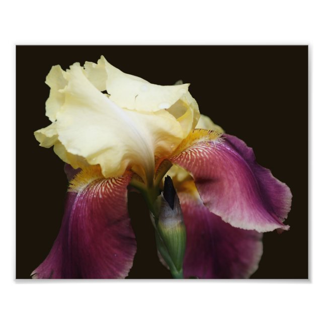 Impression Photo Fleur Iris Jaune 8x10 (Devant)