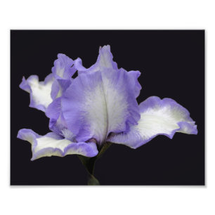 Impression Photo Fleur Iris Lavande Et Blanc Porté 8x10