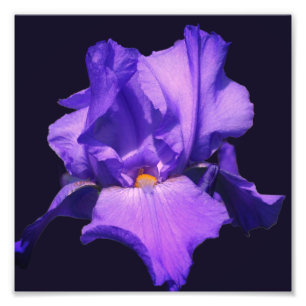 Impression Photo Fleur Iris Pourpre Portée 8x8