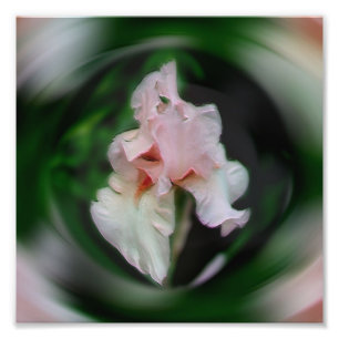 Impression Photo Fleur Iris Rose Abstrait Art 8x8