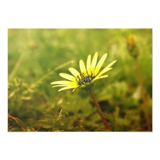 Impression Photo Fleur jaune (Devant)