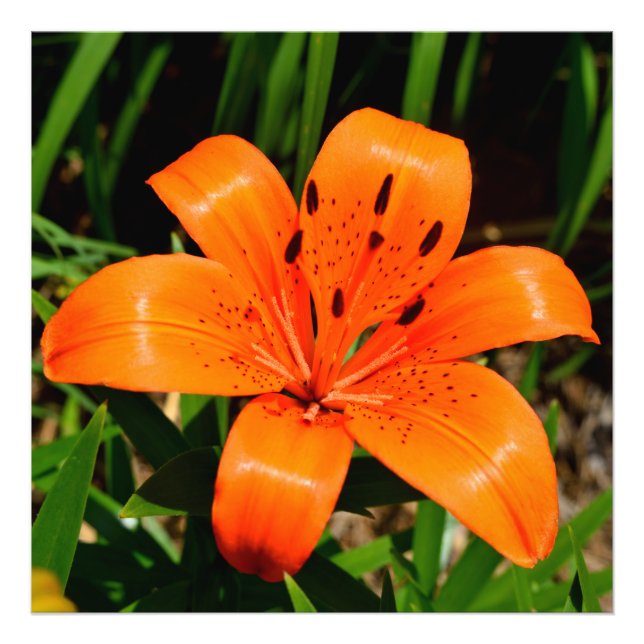 Impression Photo Fleur Lily asiatique orange vibre (Devant)