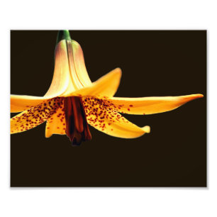 Impression Photo Fleur Lys canadienne tachetée sauvage 8x10
