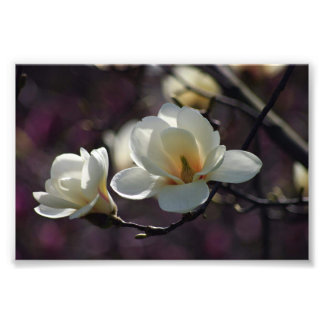 Impression Photo Fleur Magnolia/Fleurs Blanches