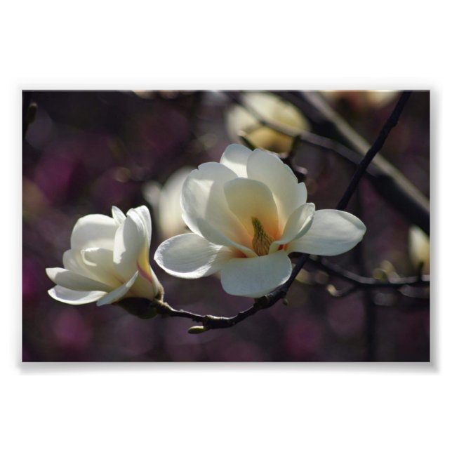 Impression Photo Fleur Magnolia/Fleurs Blanches (Devant)