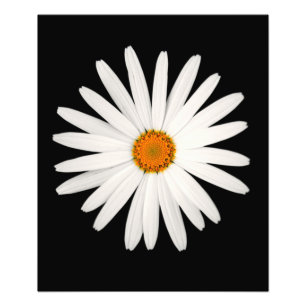 Impression Photo Fleur marguerite