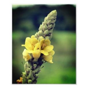 Impression Photo Fleur Mullein Jaune Fluide 8x10