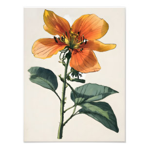 Impression Photo Fleur orange vibre avec verdure luxuriante