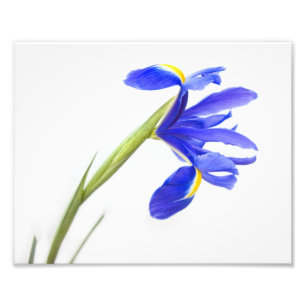 Impression Photo Fleur pourpre d'iris