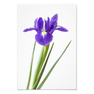Impression Photo Fleur pourpre d'iris sur le blanc