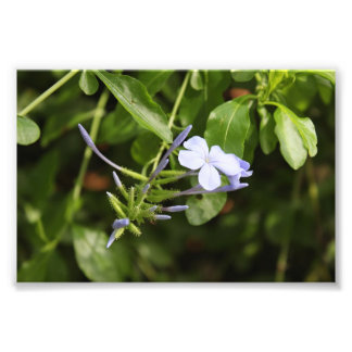 Impression Photo Fleur purée