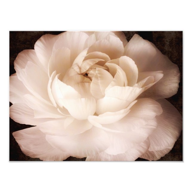 Impression Photo Fleur Ranunculus Noir Et Blanc Fleur Sepia Florale (Devant)