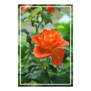 Impression Photo Fleur rose de la nature