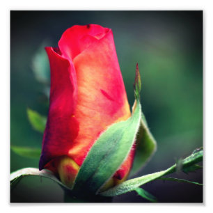 Impression Photo Fleur Rosebud Rouge Avec Points Forts Jaunes 8x8