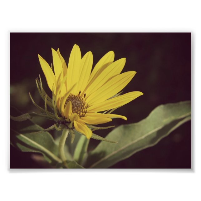 Impression Photo Fleur sauvage (Devant)