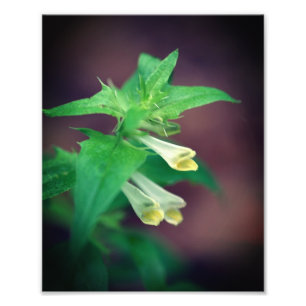 Impression Photo Fleur sauvage en bois blanc mince Gros plan de 8x1