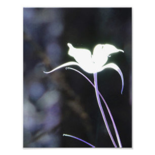 Impression Photo Fleur solaire