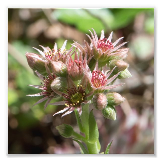 Impression Photo Fleur Succulente (Devant)