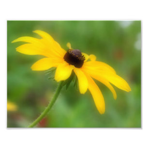Impression Photo Fleur Susan Daisy à un seul oeil noir 8x10