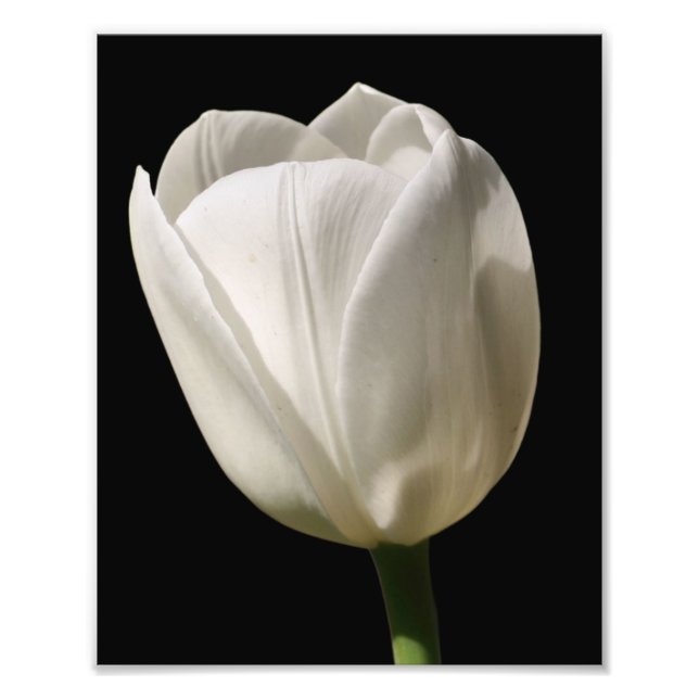 Impression Photo Fleur Tulipe Blanche Au Soleil 8x10 (Devant)