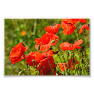 Impression Photo Fleurs