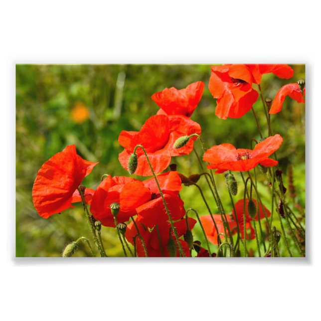 Impression Photo Fleurs (Devant)