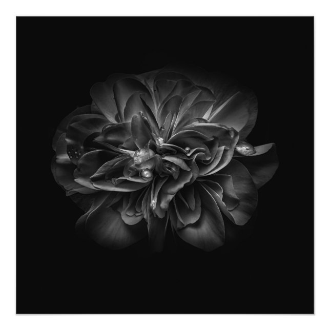 Impression Photo Fleurs 67 BW (Devant)