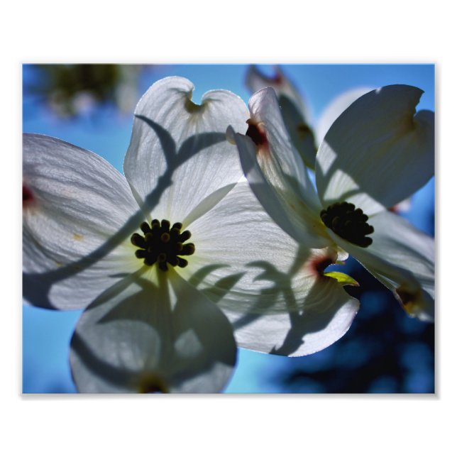 Impression Photo fleurs blanches (Devant)