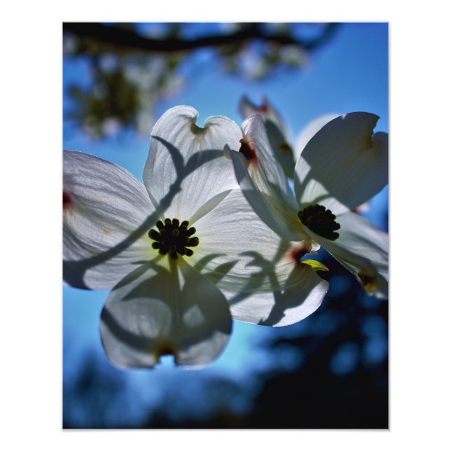 Impression Photo fleurs blanches (Devant)