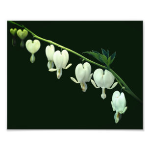 Impression Photo Fleurs cardiaques à saignement blanc 8x10