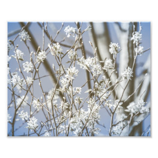 Impression Photo Fleurs d'arbres de la forêt Art Fin