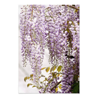 Impression Photo Fleurs de bactéries 1