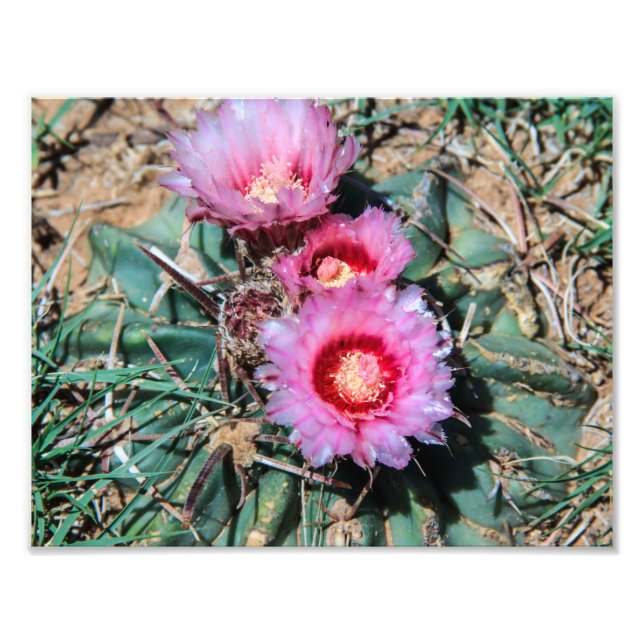 Impression Photo Fleurs de cactus (Devant)
