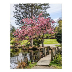 Impression Photo Fleurs de cerisier roses et passerelle en bois