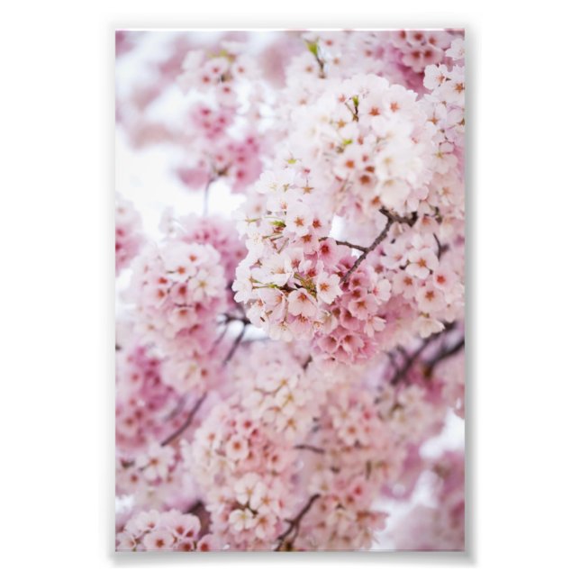 Impression Photo Fleurs de cerisiers (Devant)