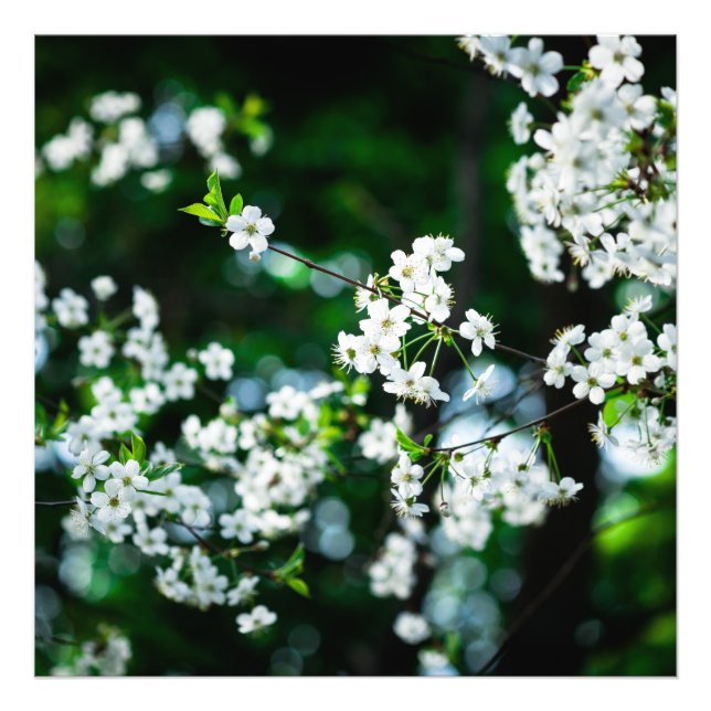 Impression Photo Fleurs de cerisiers blancs Feuilles verts (Devant)