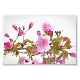 Impression Photo Fleurs de cerisiers roses doubles au printemps de 
