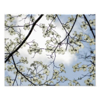 Fleurs de cornouiller et ciel bleu