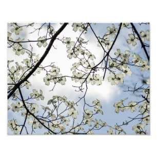 Impression Photo Fleurs de cornouiller et ciel bleu