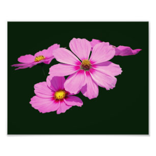 Impression Photo Fleurs de cosmos roses flottantes 8x10