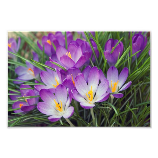 Impression Photo Fleurs de Crocus pourpres au printemps (Devant)
