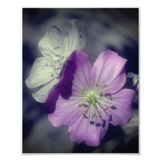 Impression Photo Fleurs de géranium violet Couleur partielle 8x10 (Devant)