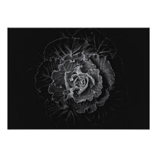 Impression Photo Fleurs de jardin en noir et blanc n° 100